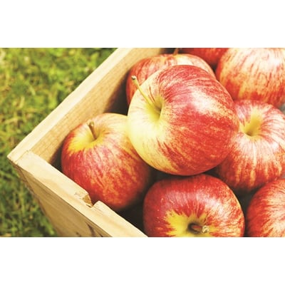 Fuji Apples, 3 lbs, organic